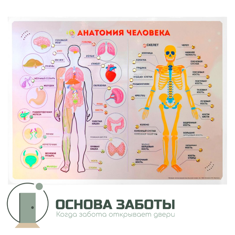 Анатомия человека